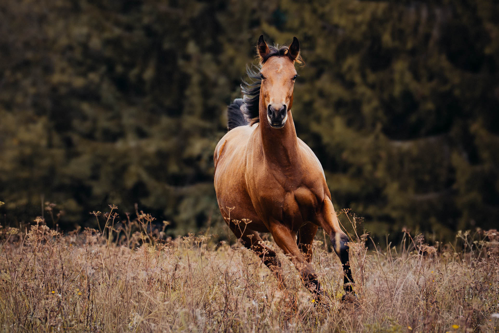 Tierfotograf-Erlangen-07274-2