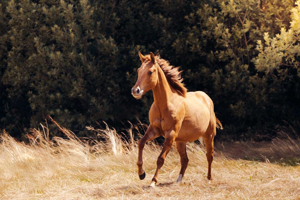 Tierfotografie-Nuernberg-00494