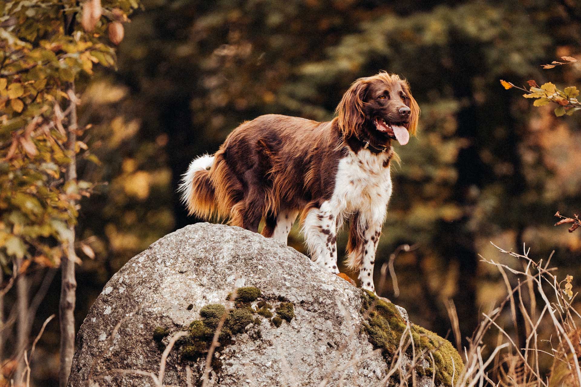 Tierfotografie-Nuernberg-08290