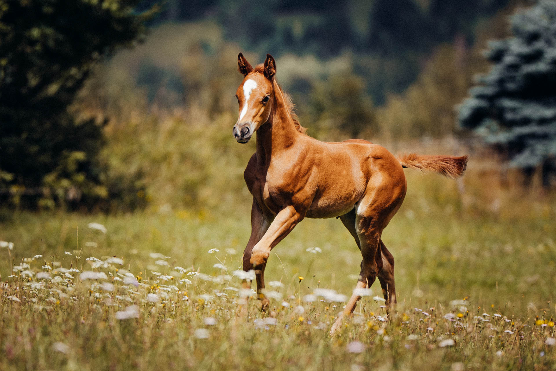 Tierfotografie-Erlangen-05580
